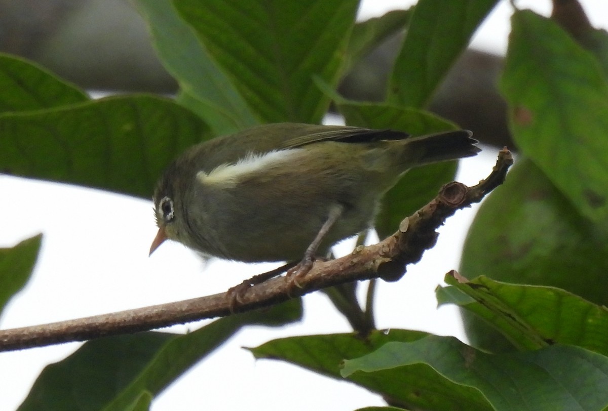 Black-capped Speirops - ML609921183
