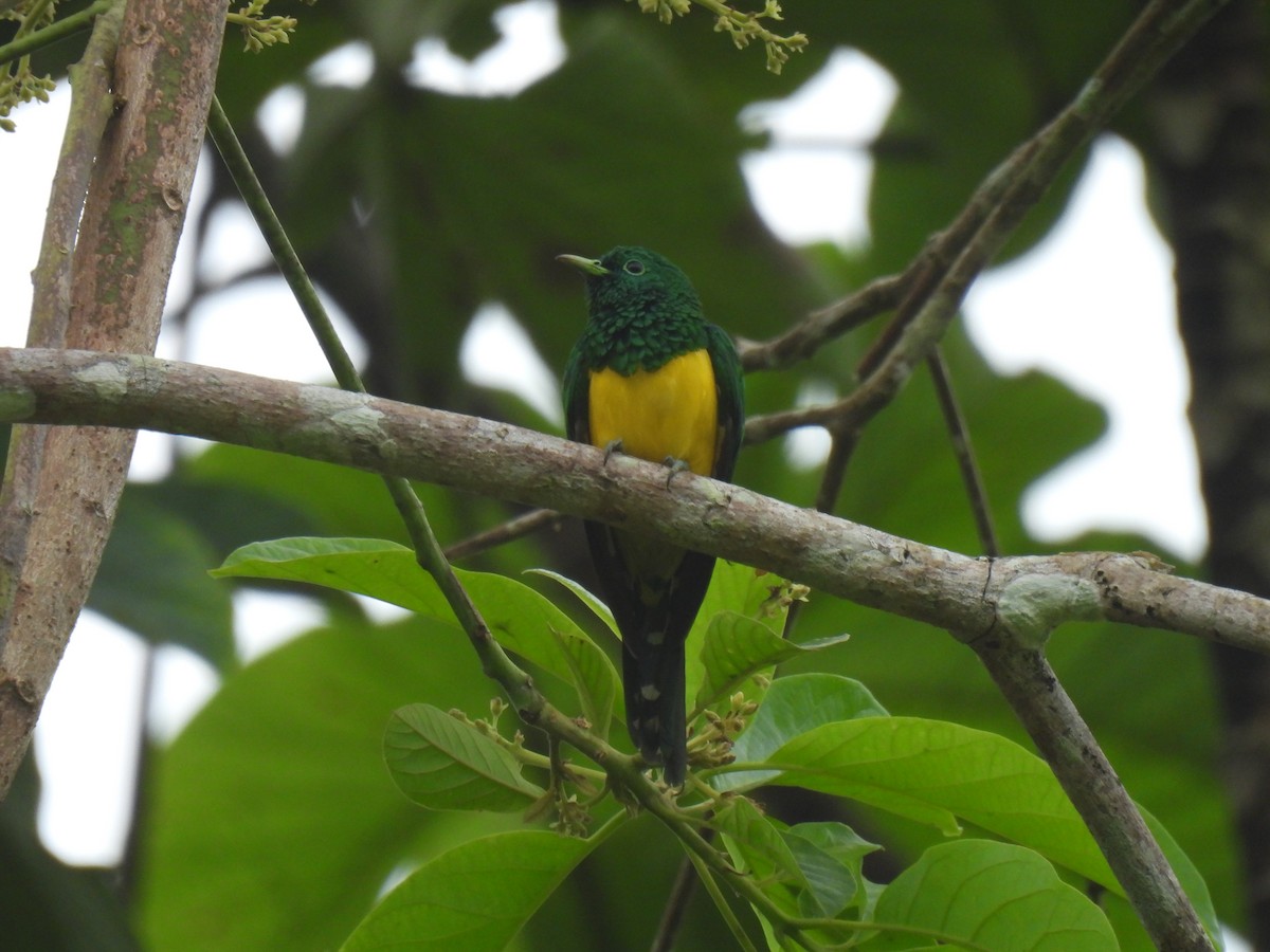 African Emerald Cuckoo - ML609921241