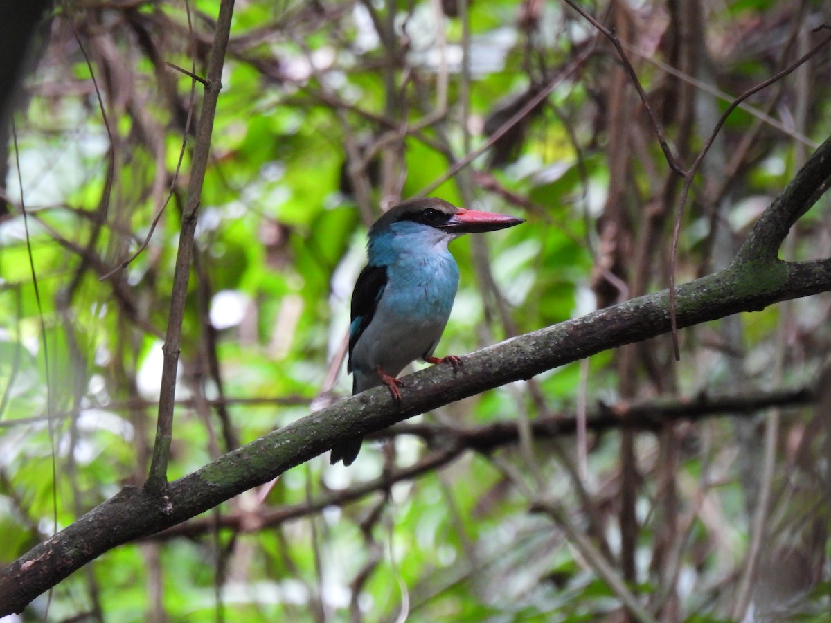 Blue-breasted Kingfisher - ML609921923