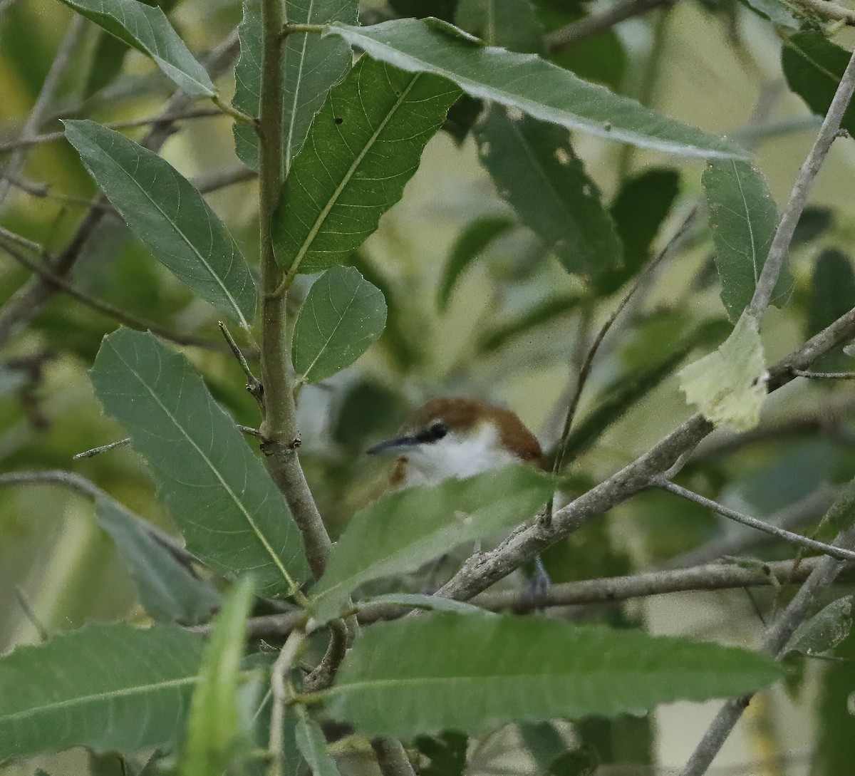 Red-and-white Spinetail - ML609921927
