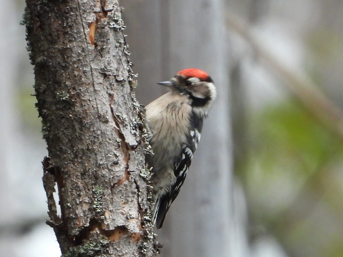 Lesser Spotted Woodpecker - ML609921962