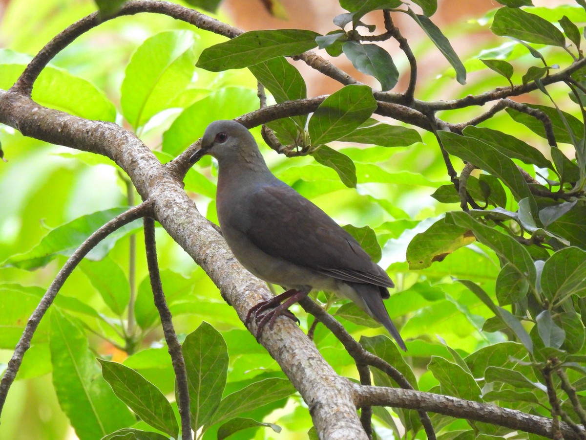 Sao Tome Pigeon - ML609922030