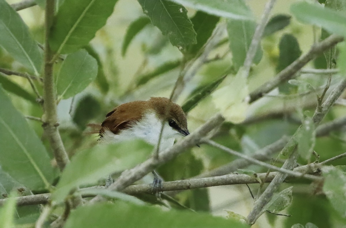 Red-and-white Spinetail - ML609922067