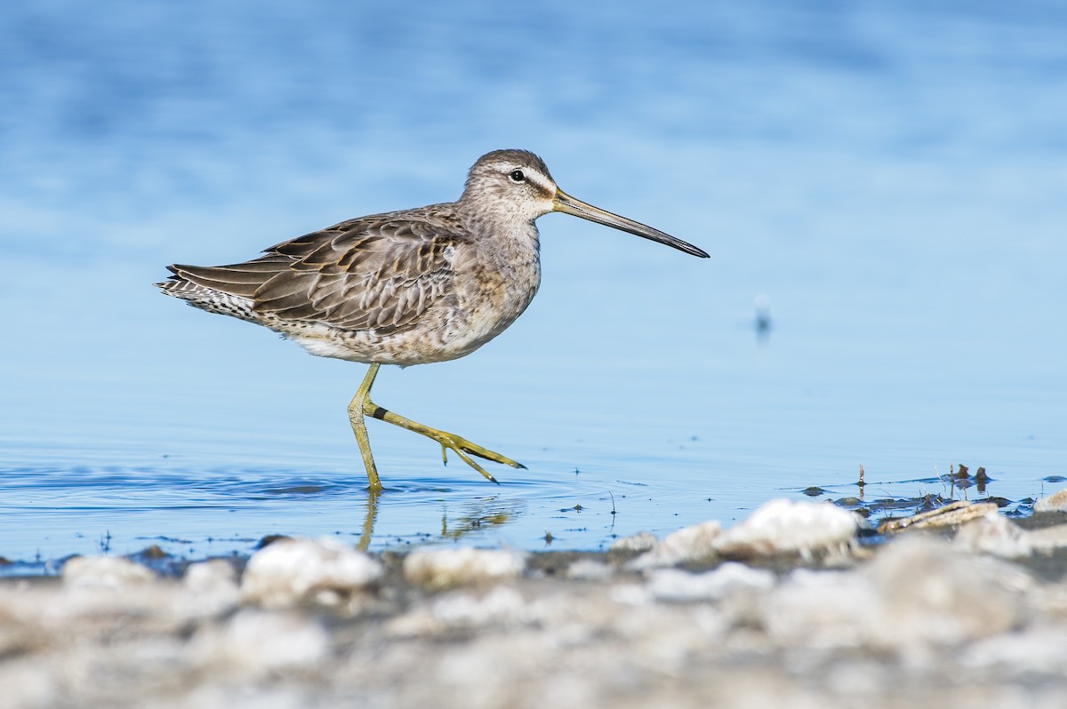 Long-billed Dowitcher - ML609922387