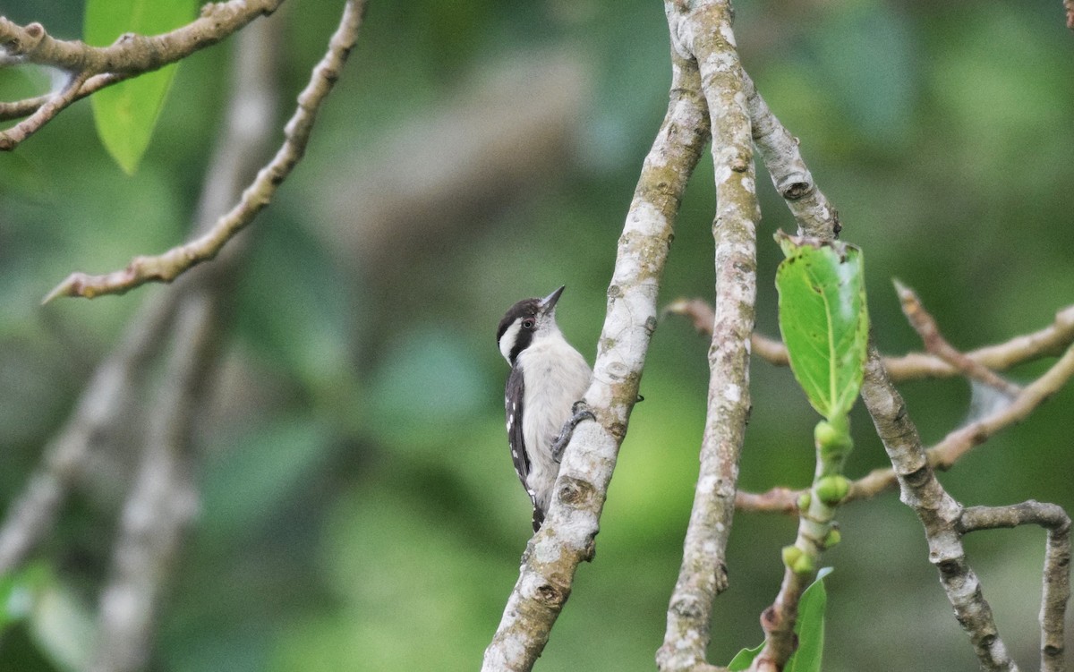 Brown-capped Pygmy Woodpecker - ML609922417