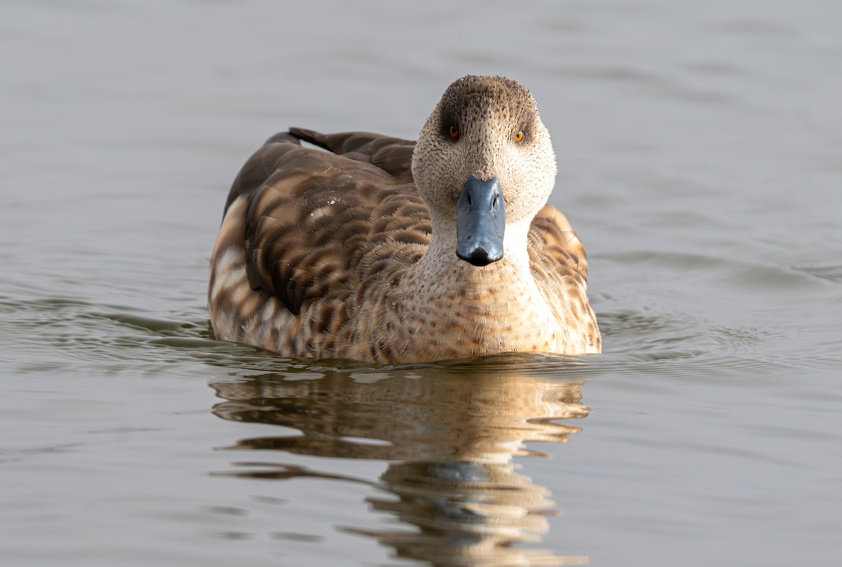 Crested Duck - ML609922959
