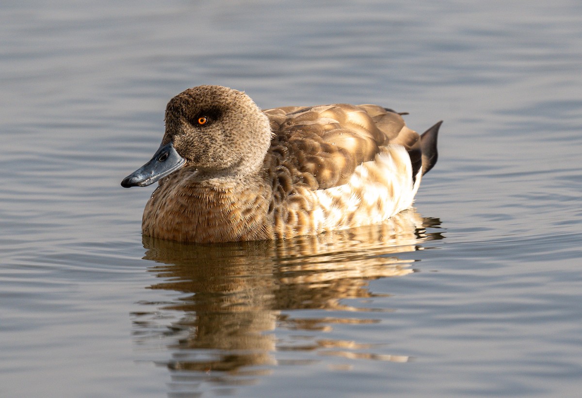 Crested Duck - ML609922961