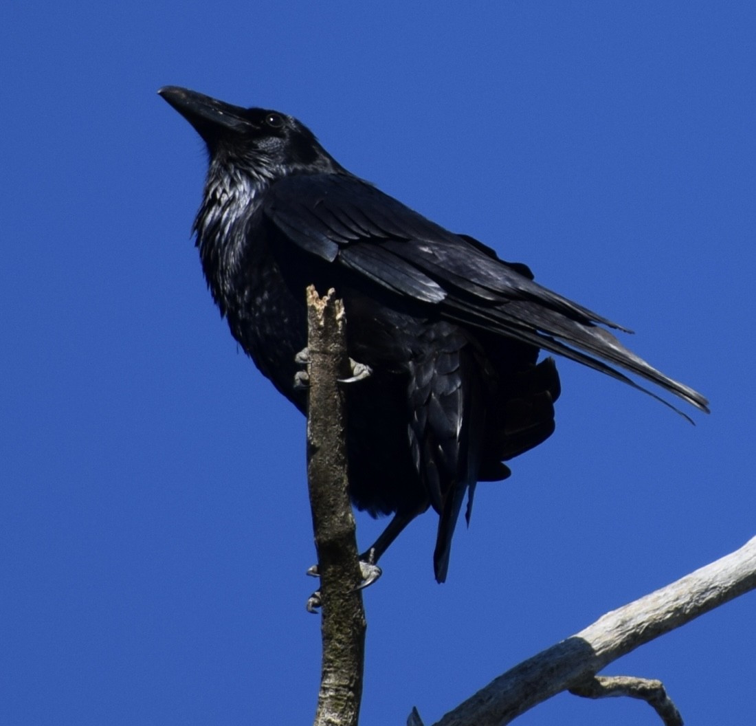 Common Raven - ML609923046