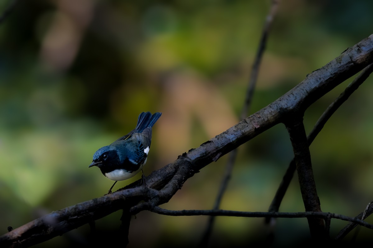 Black-throated Blue Warbler - ML609923161
