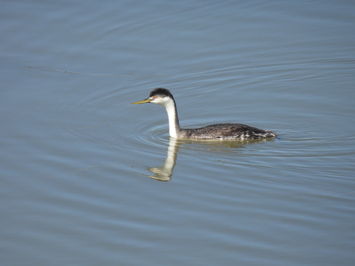 Western Grebe - Chris Chappell