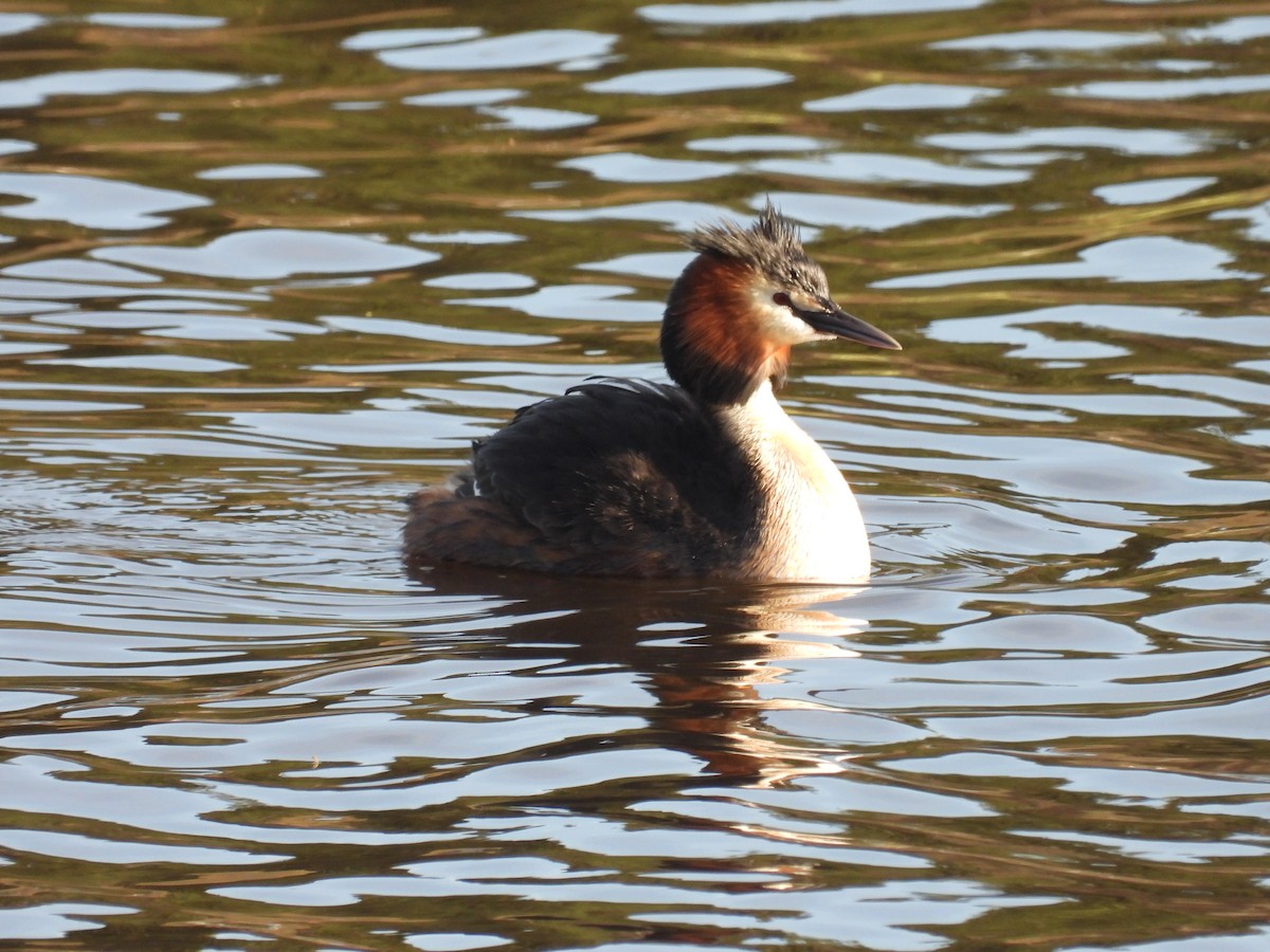 Great Crested Grebe - ML609923472