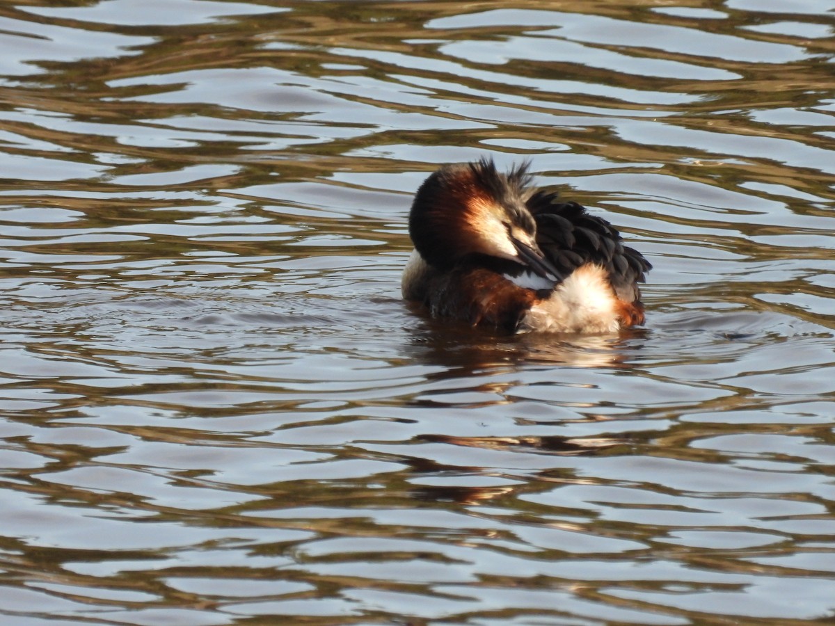 Great Crested Grebe - ML609923503