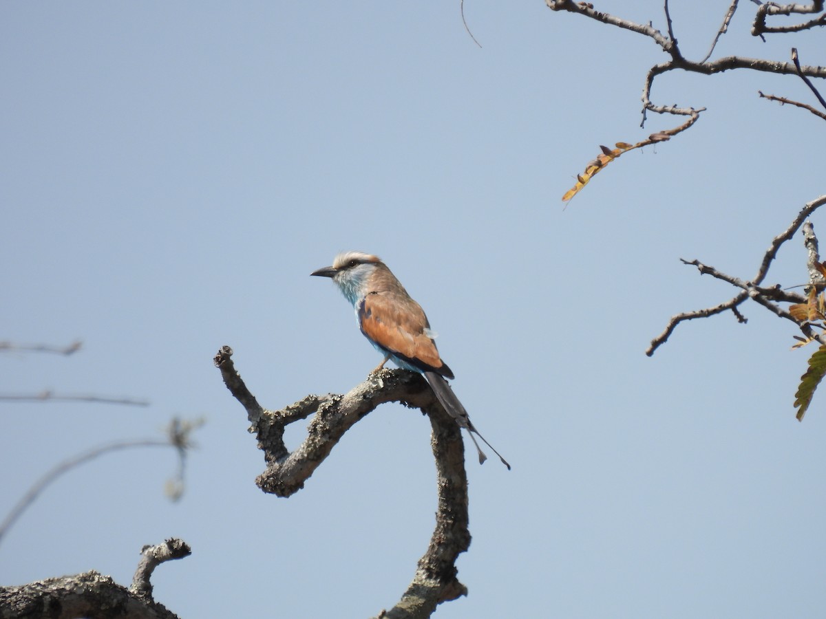 Racket-tailed Roller - ML609923678