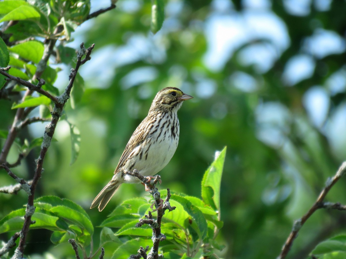 Savannah Sparrow (Savannah) - ML60992431