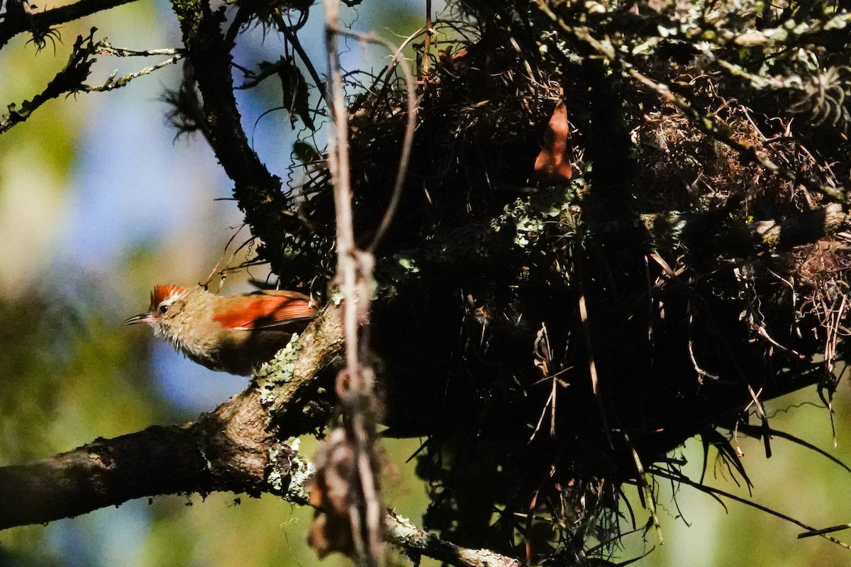 Line-cheeked Spinetail - ML609924325