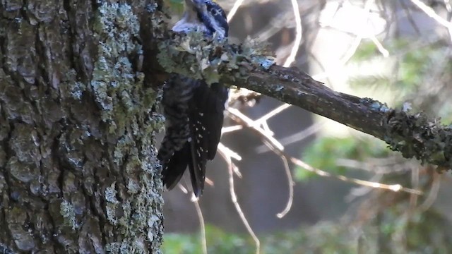 Eurasian Three-toed Woodpecker - ML609924373