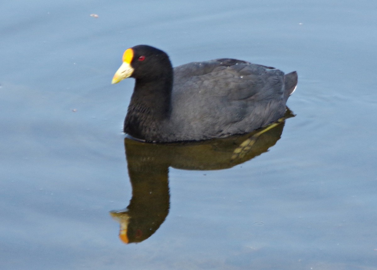 White-winged Coot - ML609924893
