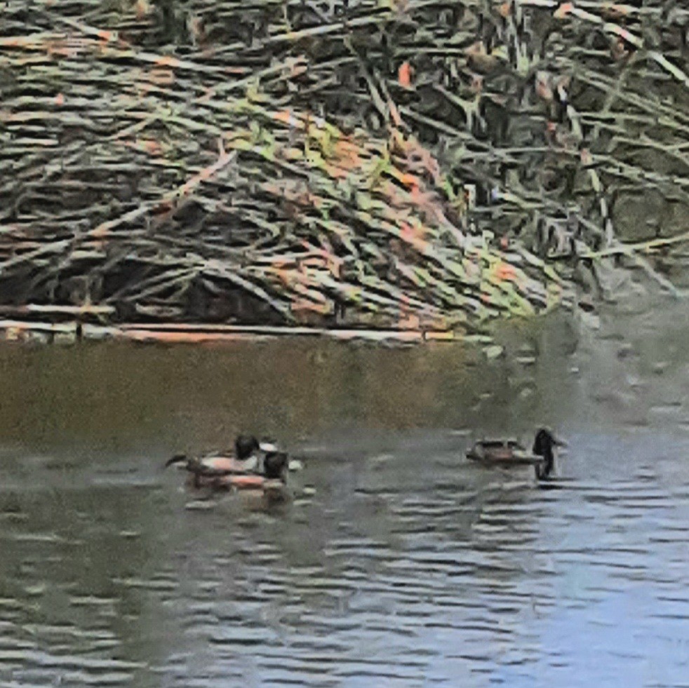 Black-headed Duck - ML609925029