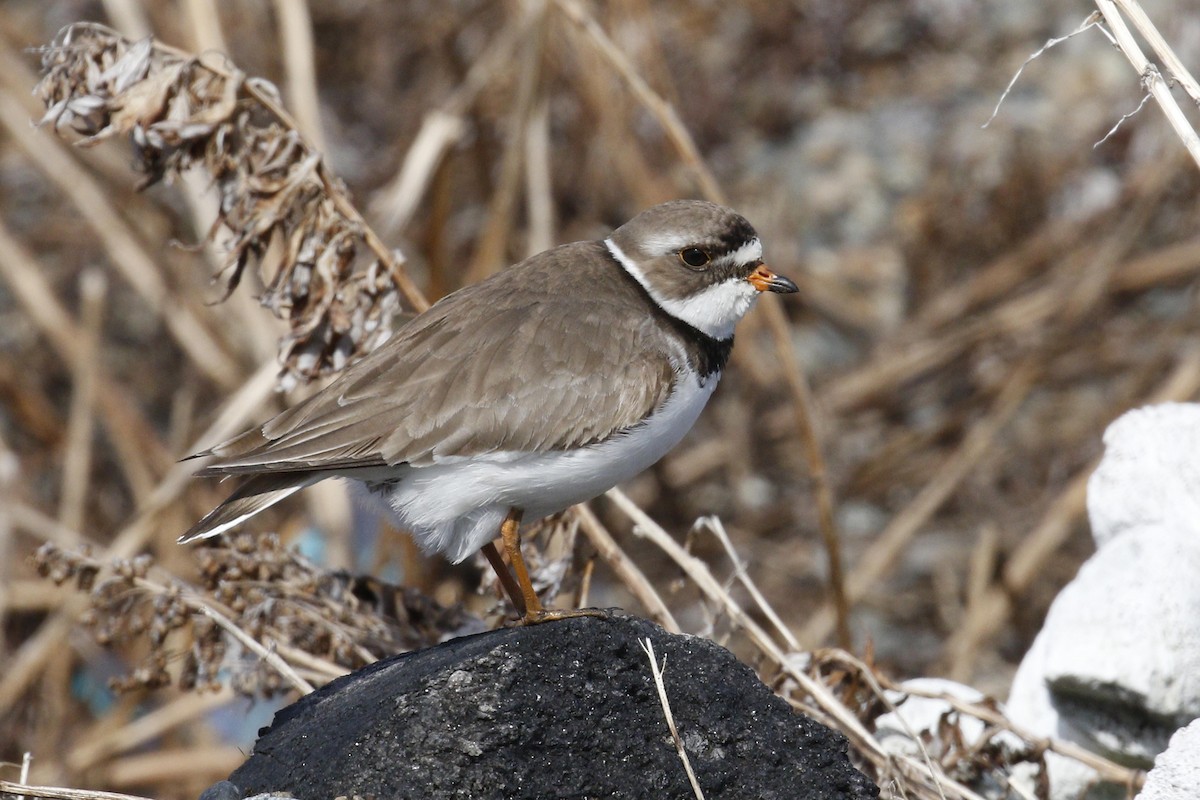 Semipalmated Plover - ML60992551