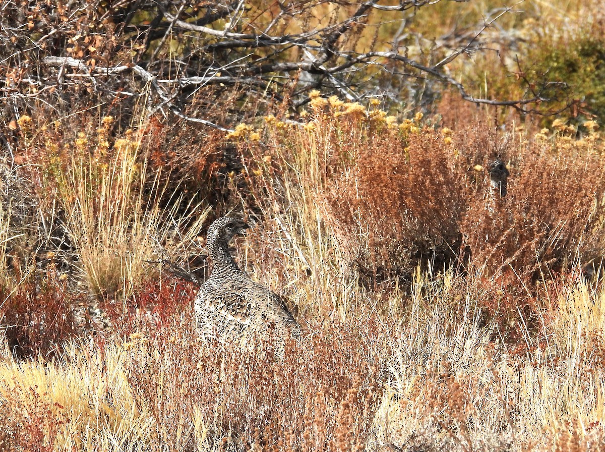 Greater Sage-Grouse - ML609925587