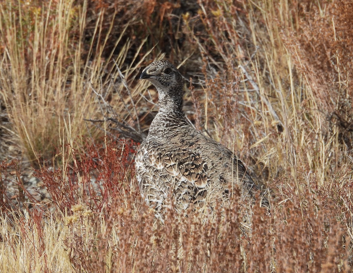 Greater Sage-Grouse - ML609925589