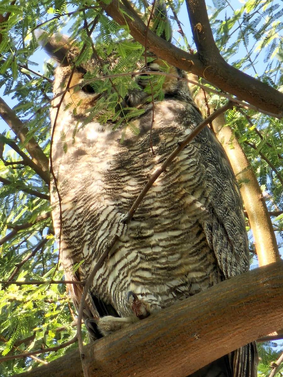 Great Horned Owl - ML609925914