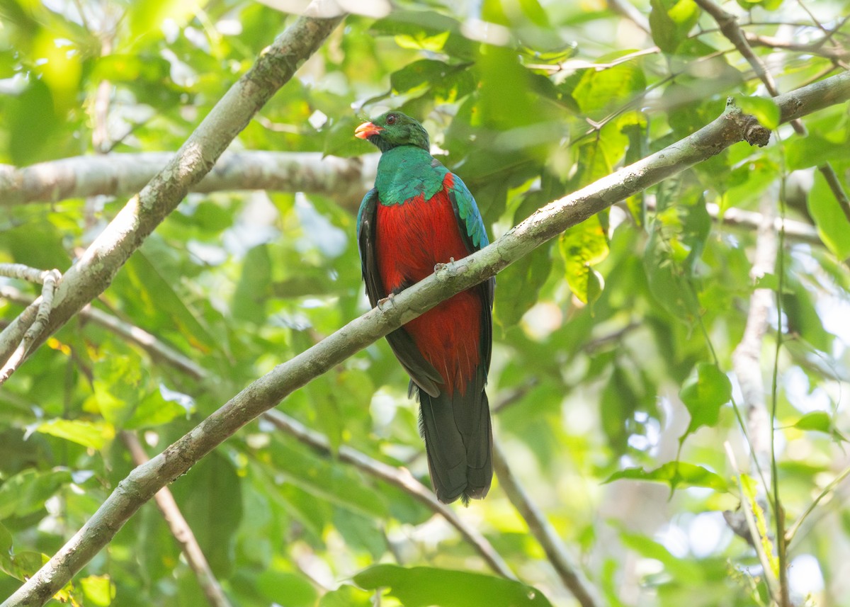 Quetzal pavonin - ML609926123