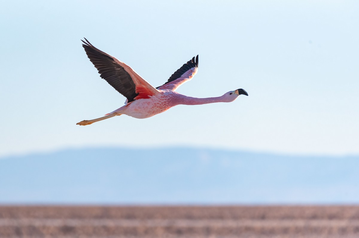 Andean Flamingo - ML609926340