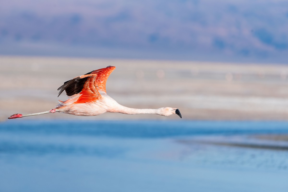 Chilean Flamingo - Esteban Villanueva (Aves Libres Chile)