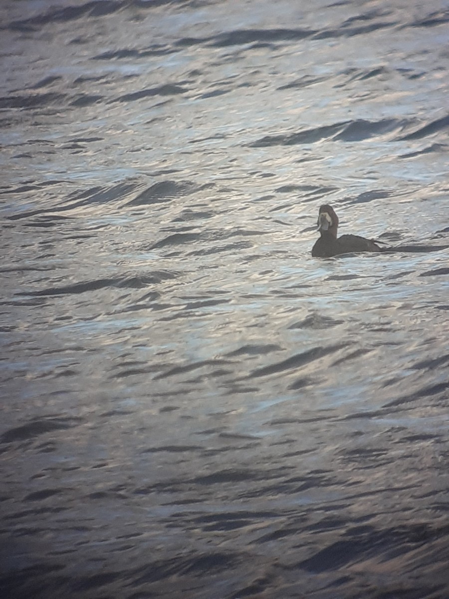 Greater Scaup - ML609926992