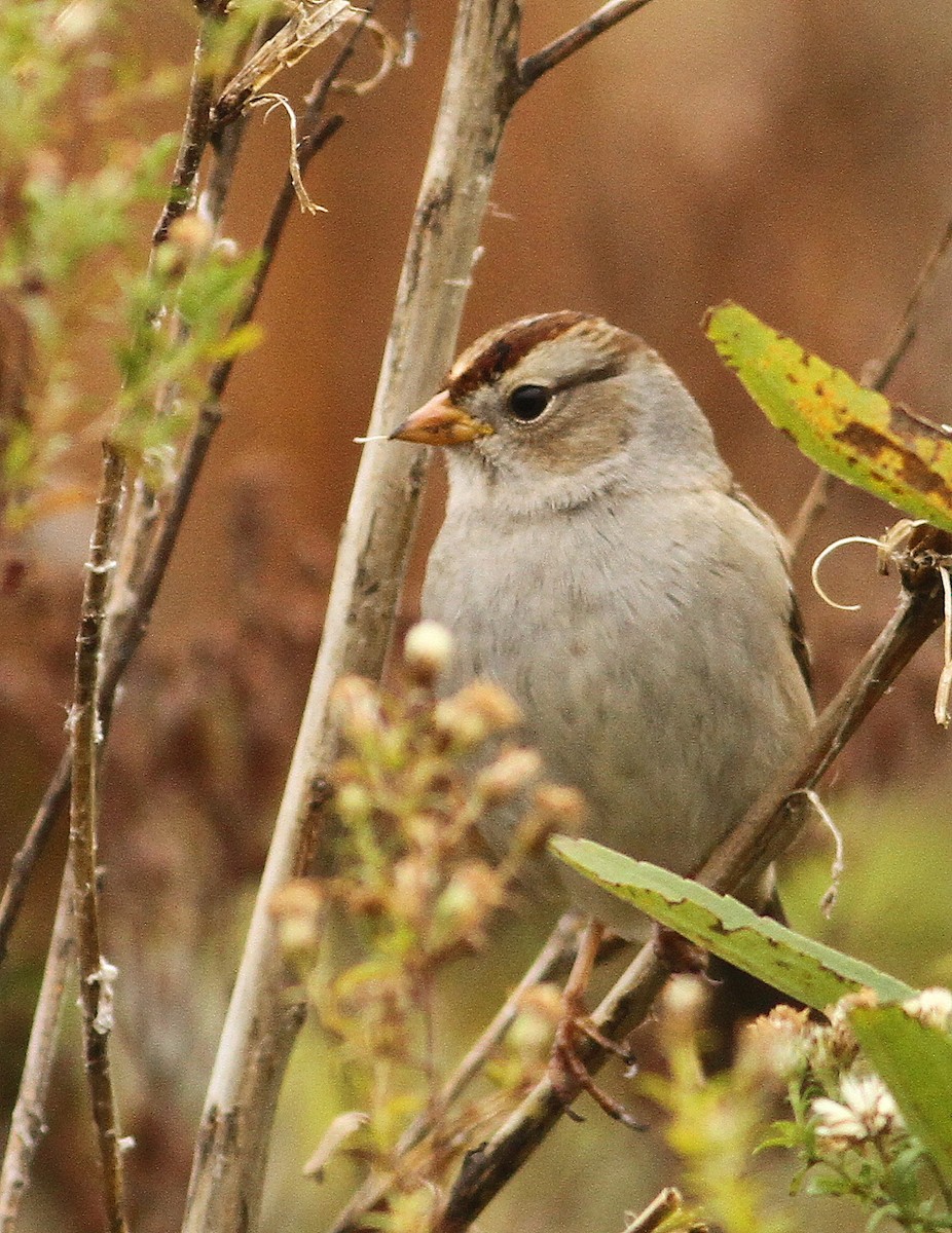 White-crowned Sparrow (Gambel's) - ML60992701