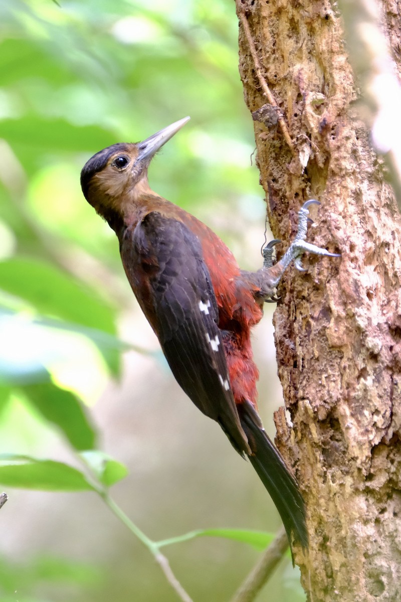 Okinawa Woodpecker - ML609927197