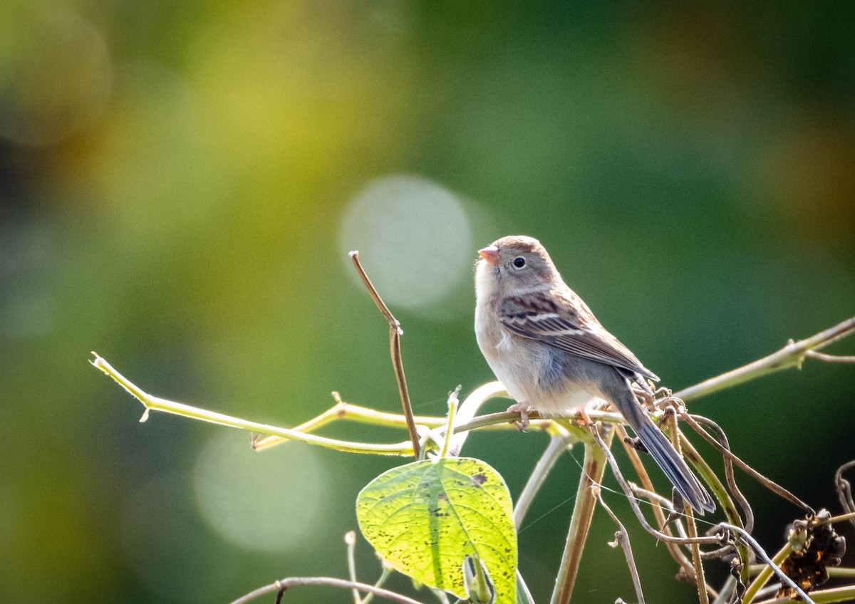 Field Sparrow - ML609927445