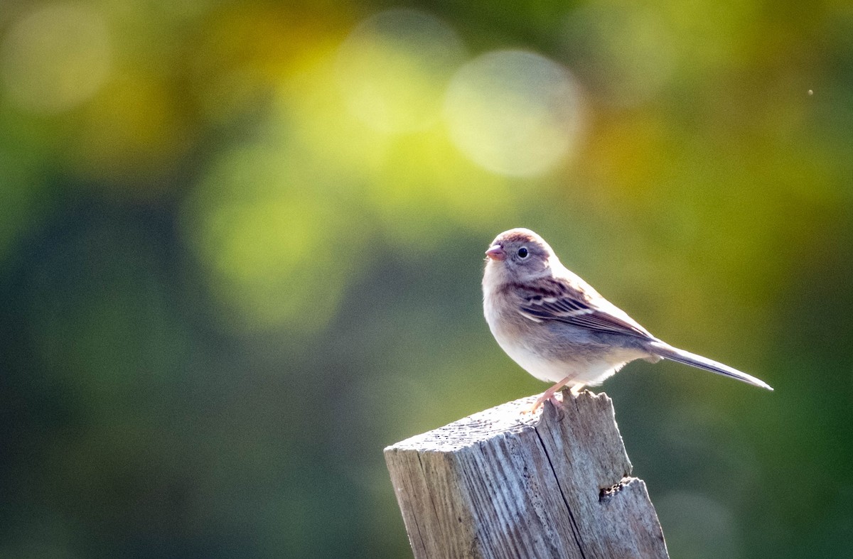Field Sparrow - Frank Guenther