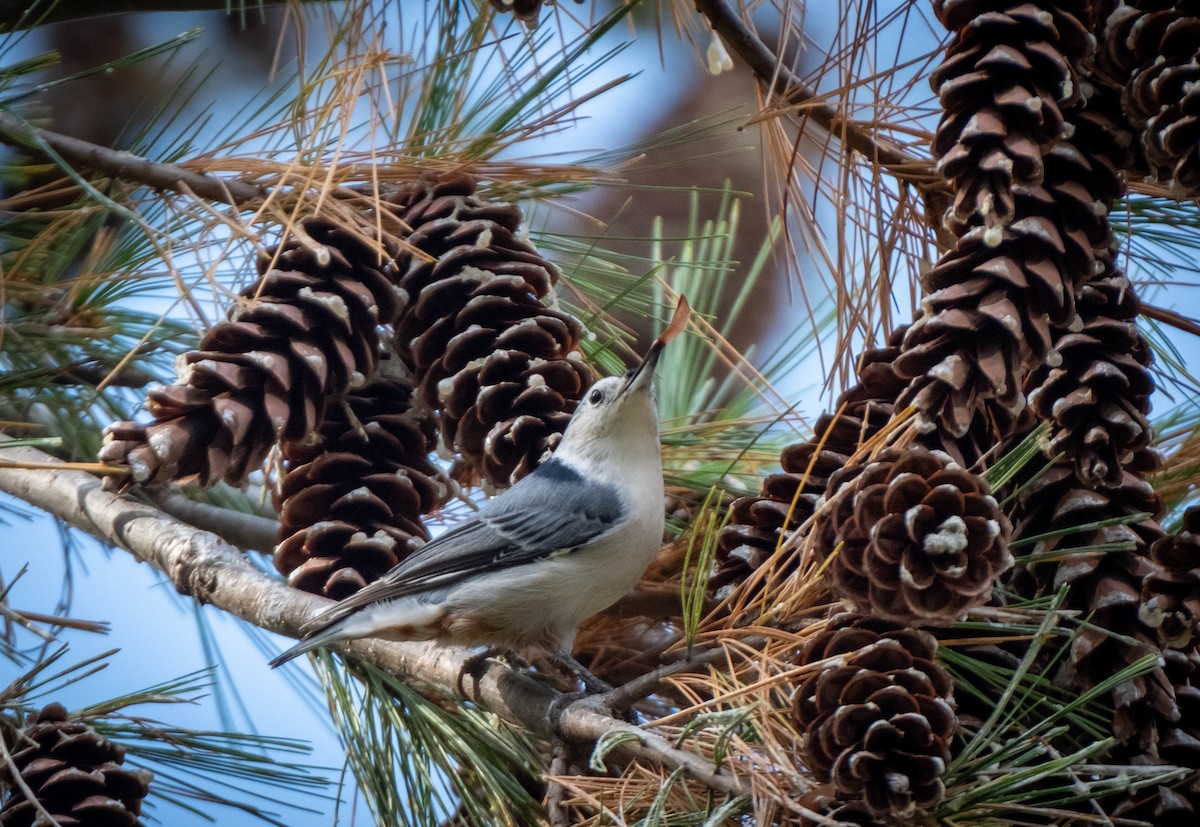 White-breasted Nuthatch - ML609927530