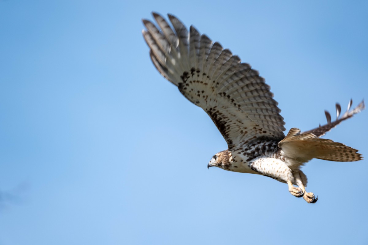 Red-tailed Hawk - ML609927536