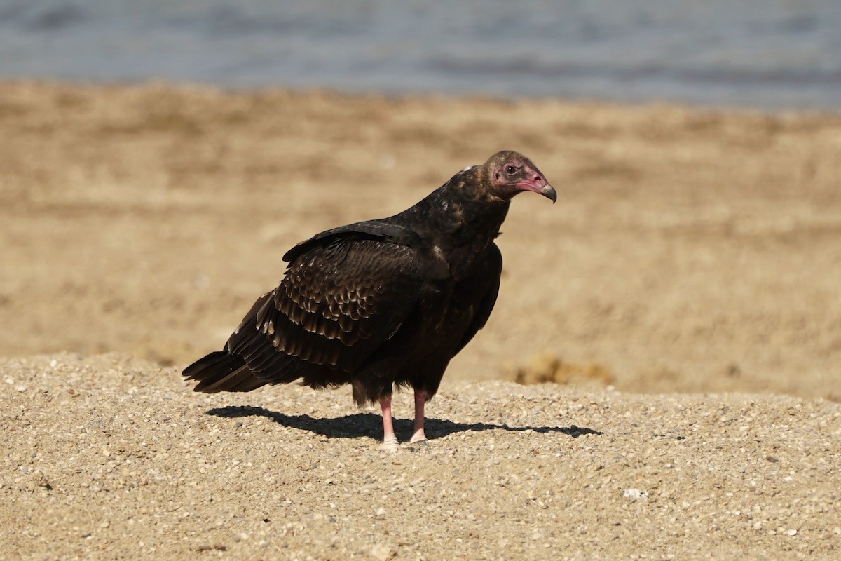 Turkey Vulture - ML609927653