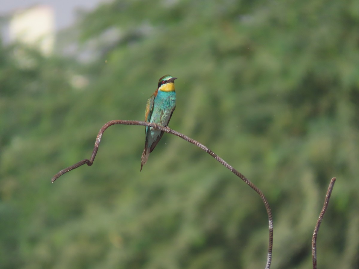 European Bee-eater - ML609927792