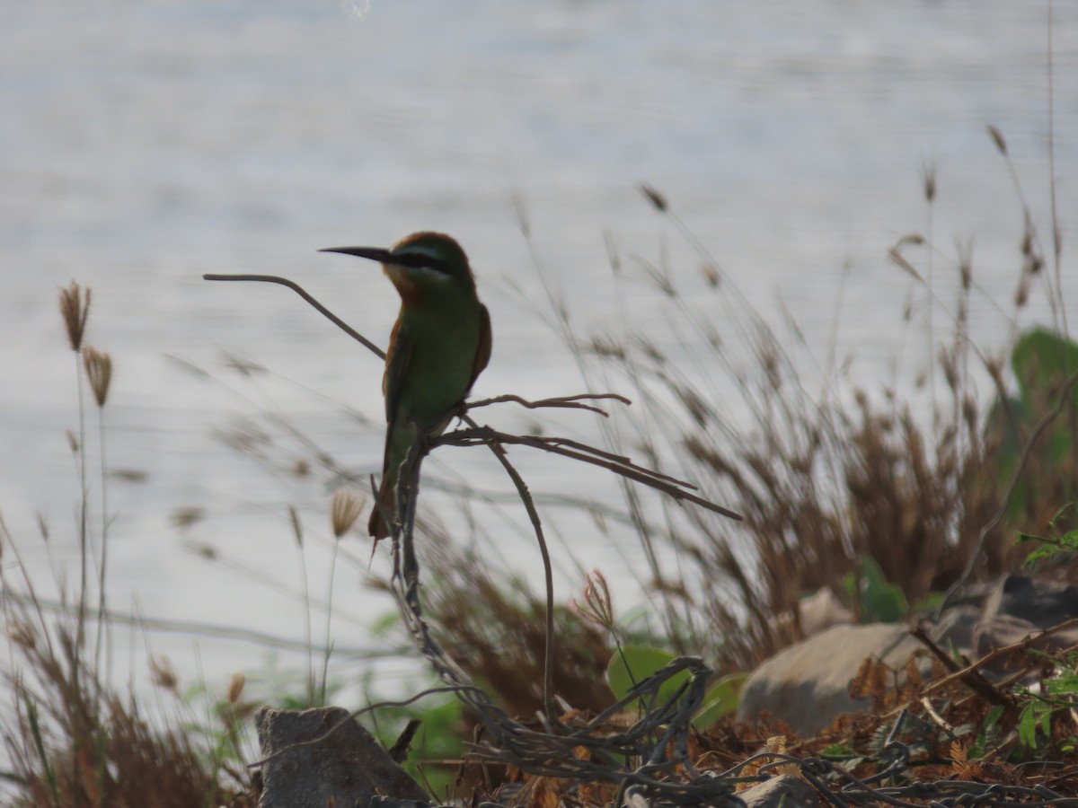 Blue-cheeked Bee-eater - ML609927842