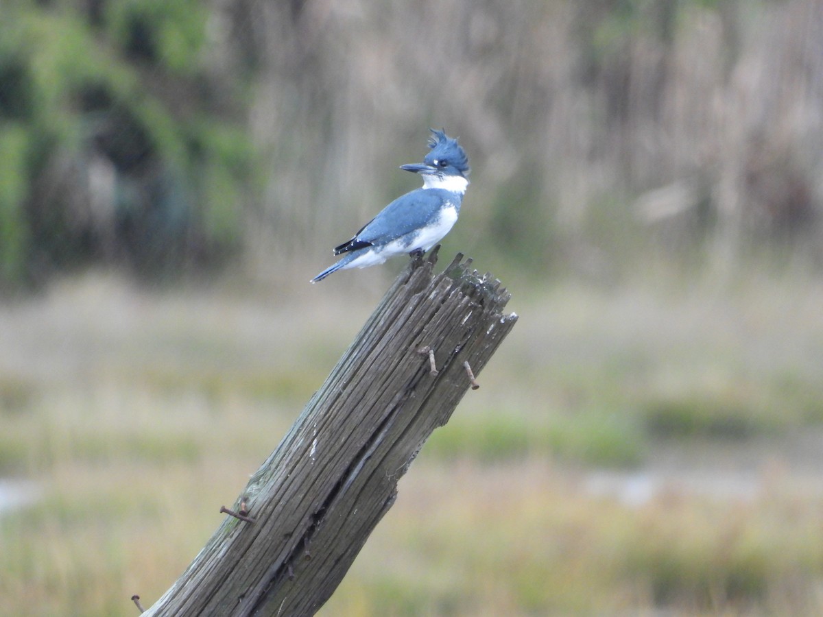 Belted Kingfisher - ML609927904