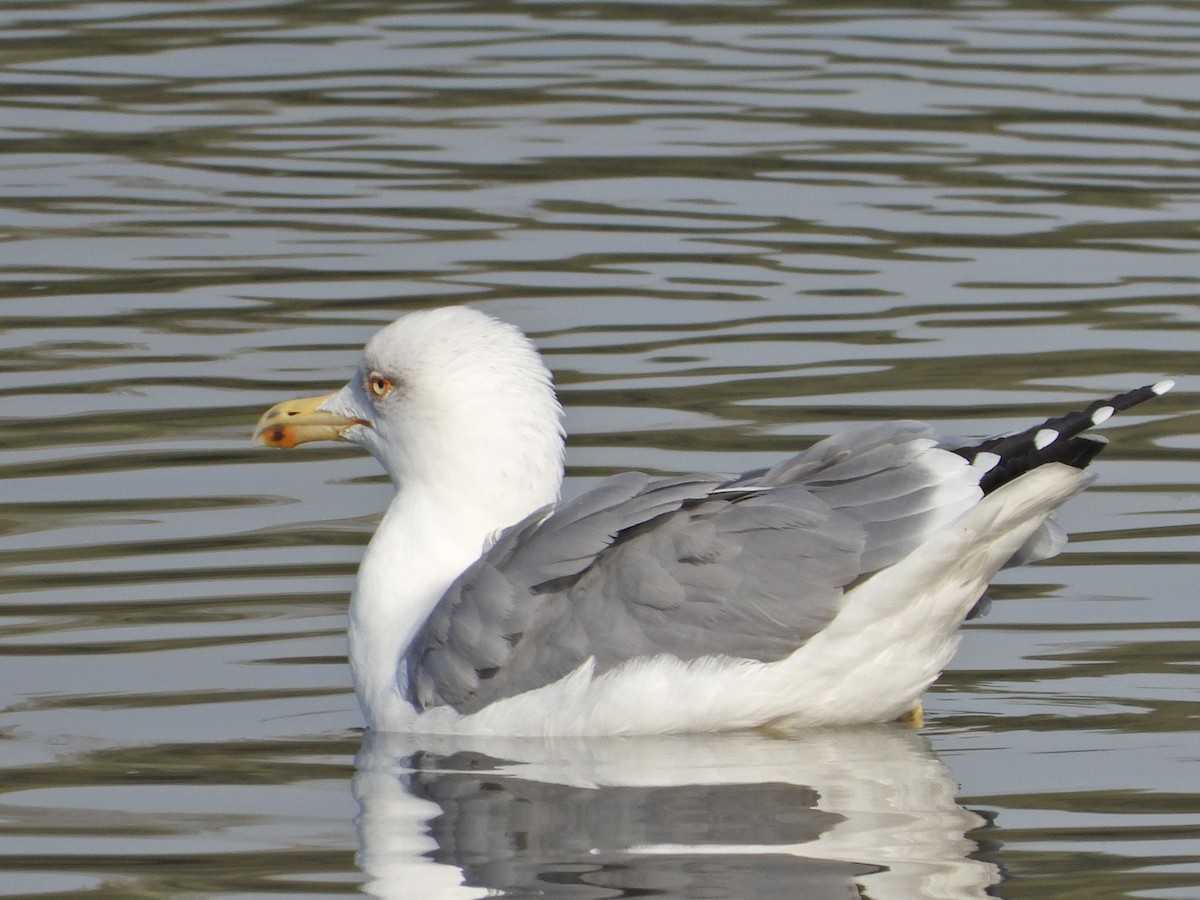 Yellow-legged Gull - ML609928145