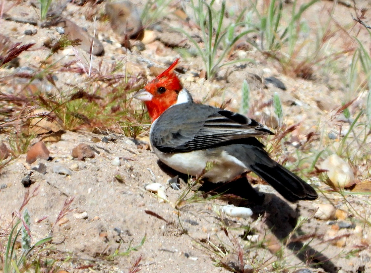 Red-crested Cardinal - ML609928359