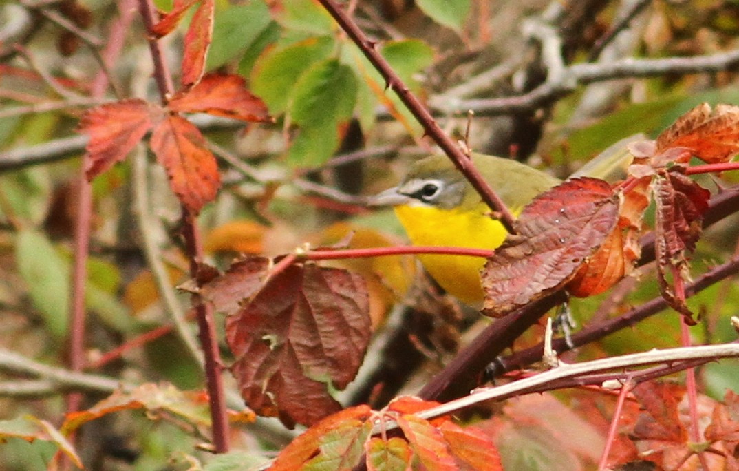Yellow-breasted Chat (virens) - Luke Seitz