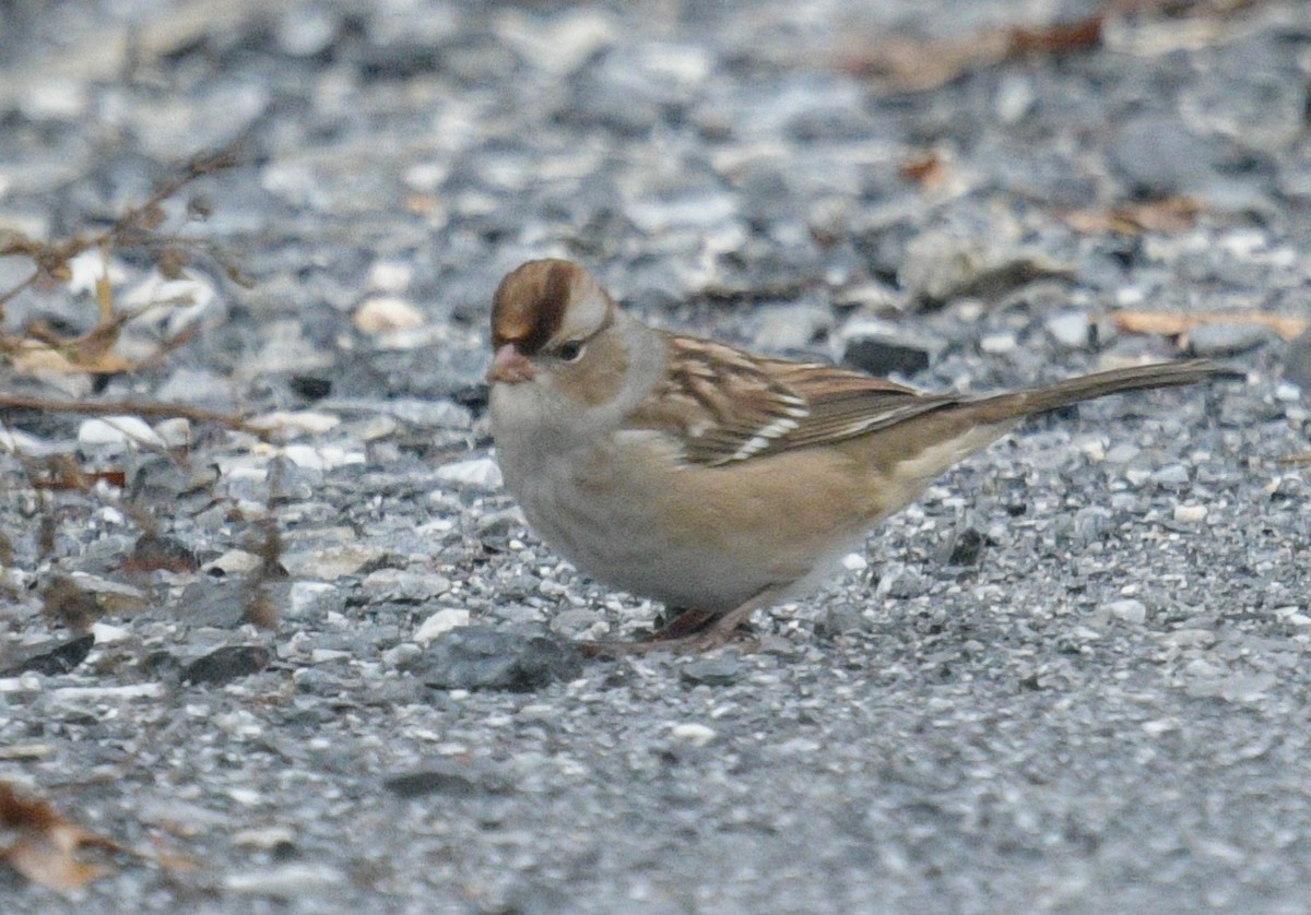 White-crowned Sparrow - Margaret Poethig