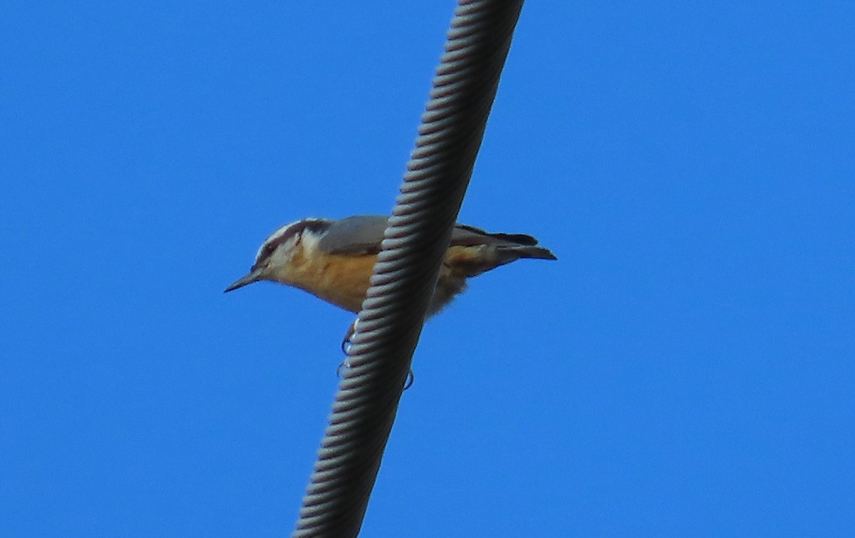 Red-breasted Nuthatch - ML609928864