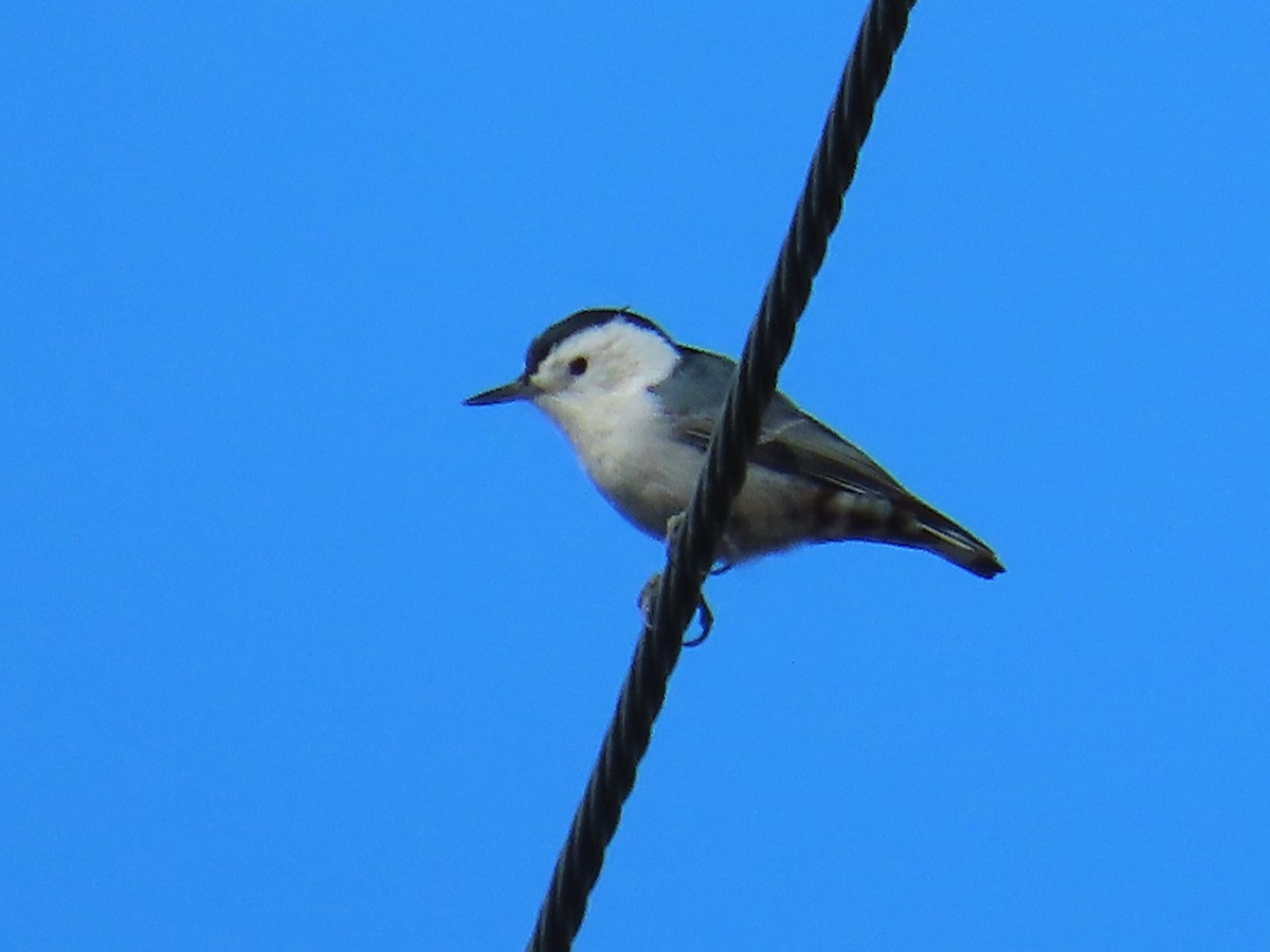 White-breasted Nuthatch - ML609928891