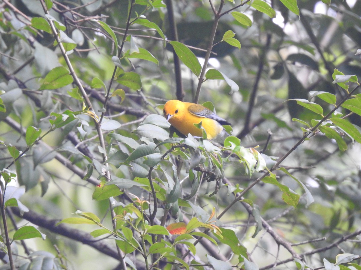 Prothonotary Warbler - Aurelie Letort