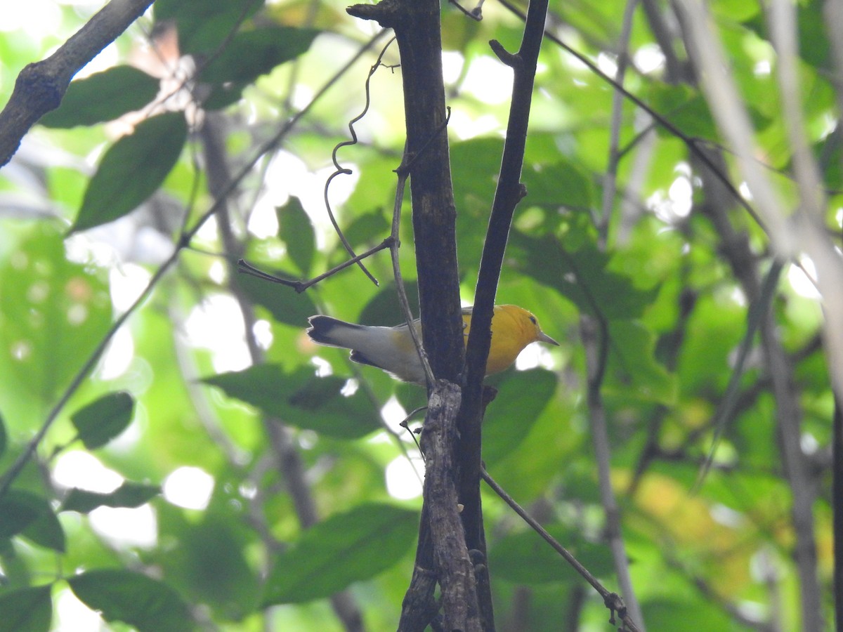 Prothonotary Warbler - ML609928984