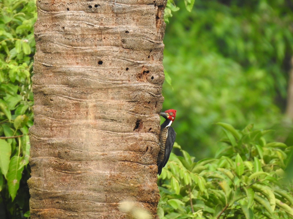 Crimson-crested Woodpecker - Aurelie Letort