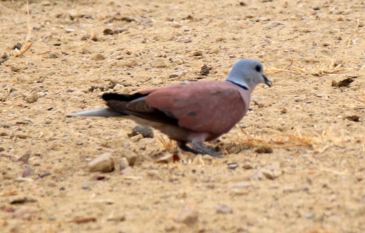 Red Collared-Dove - ML609929101